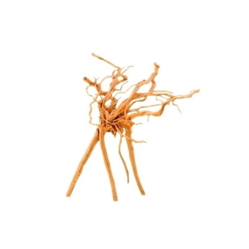 Picture of WEB