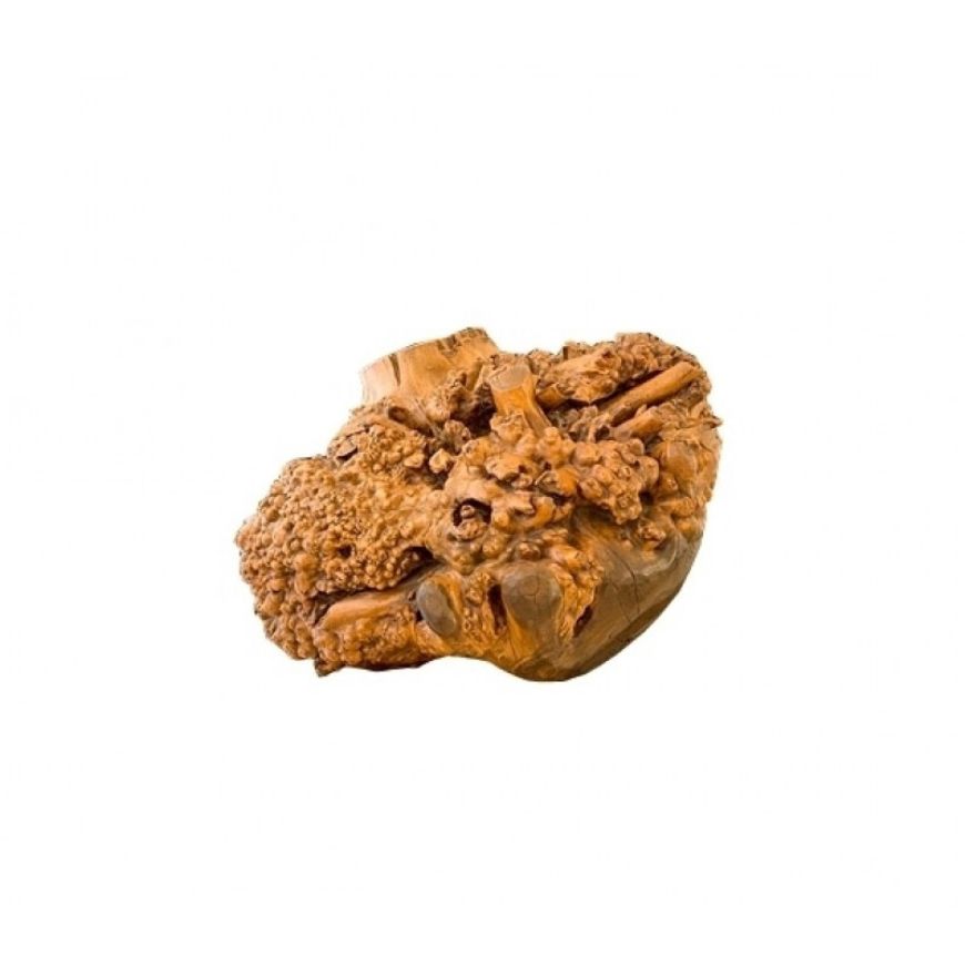 Picture of CONTEMPLATION ROOT