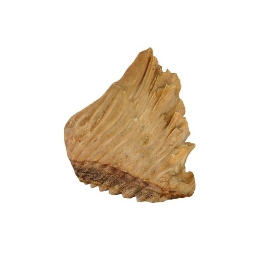 Picture of ELEPHANT TOOTH