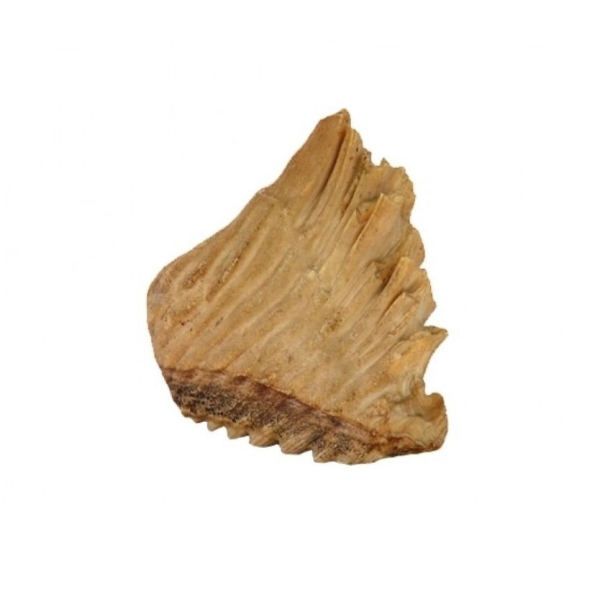 Picture of ELEPHANT TOOTH