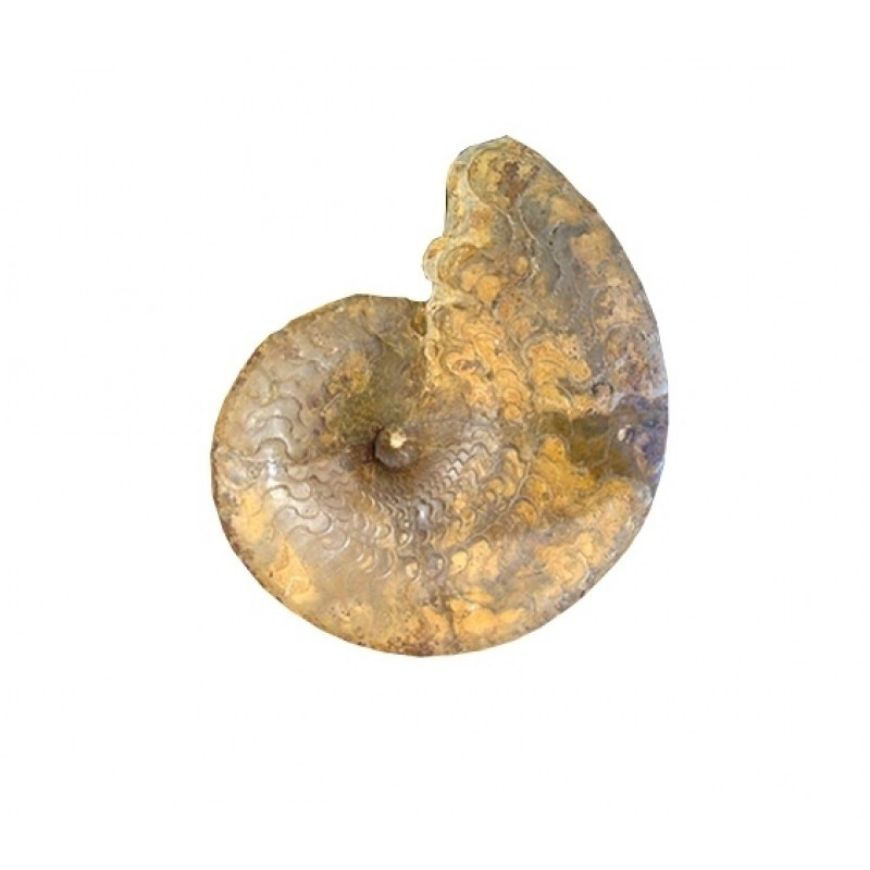 Picture of AMMONITE 3