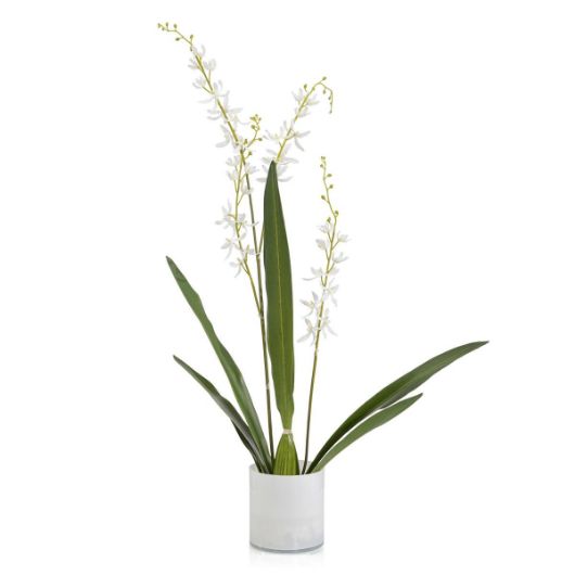 Picture of CATTLEYA ORCHID
