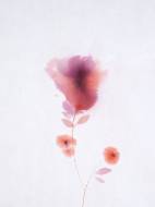 Picture of BLURRED PERENNIAL V