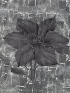 Picture of BOTANIC ORES VI