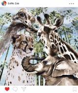 Picture of SELFIE ZOO III