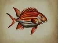 Picture of AGUA ADORNMENT III