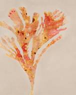 Picture of FANCY FLOATERS IV