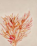 Picture of FANCY FLOATERS III