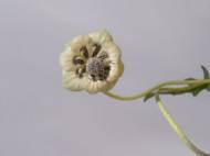 Picture of TRANSPARENT FOLIAGE II