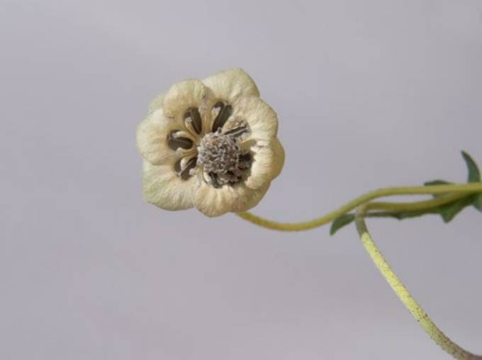 Picture of TRANSPARENT FOLIAGE II