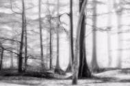 Picture of WOODLANDS II