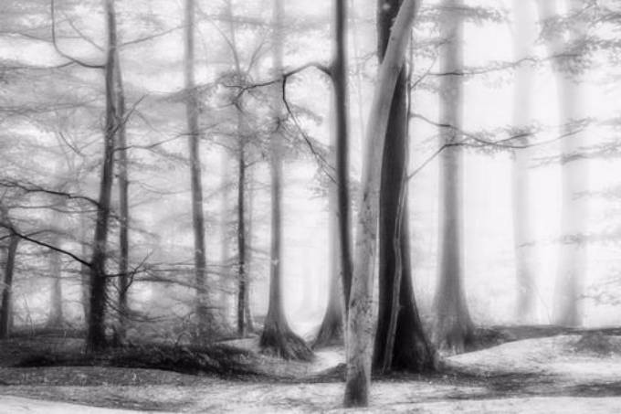 Picture of WOODLANDS II