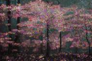 Picture of PRISM TIMBER I