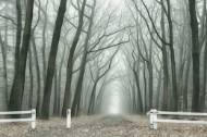 Picture of OMINOUS I