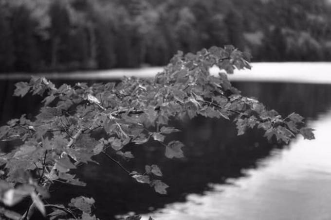 Picture of LAKE VIEW I