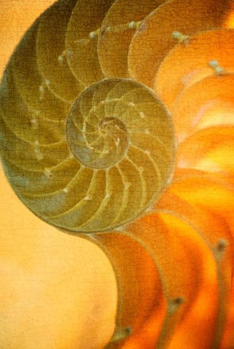 Picture of ORNATE II