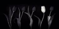Picture of ONE WHITE TULIP II