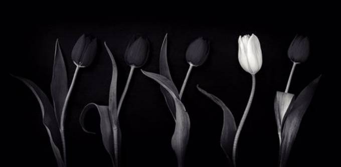 Picture of ONE WHITE TULIP II