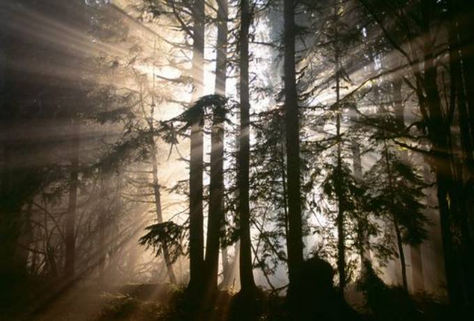 Picture of BROKEN RAYS II