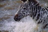 Picture of FUN AND FREE I