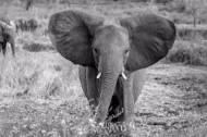 Picture of BABY TUSKER II