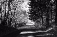 Picture of THE DRIVE TO BETSYS HOUSE