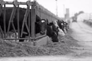 Picture of PICKLES DAIRY