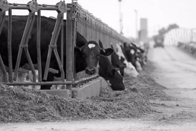 Picture of PICKLES DAIRY