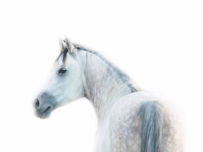 Picture of ARCTIC