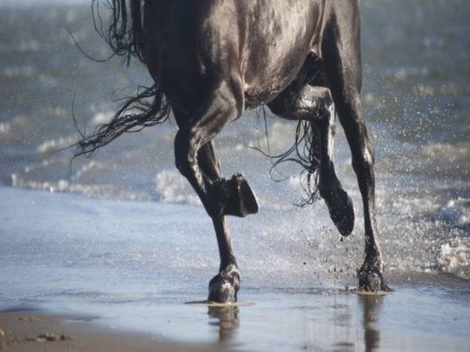 Picture of AFTERNOON GALLOP