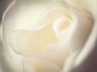 Picture of CREAM SWIRLS I