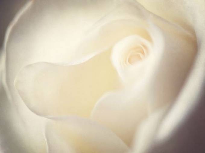 Picture of CREAM SWIRLS I