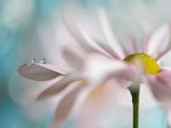 Picture of PINK DAISY DUO I