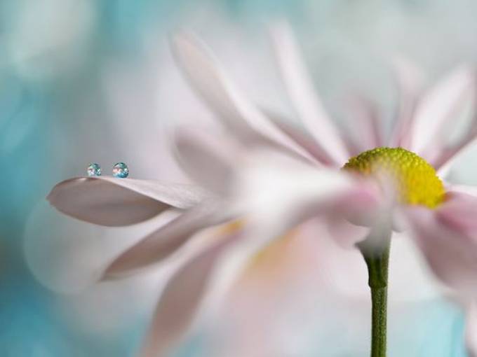 Picture of PINK DAISY DUO I
