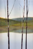 Picture of FRESH SPRING