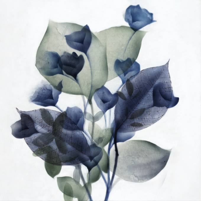 Picture of EUCALYPTUS AND SAPPHIRE II
