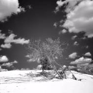 Picture of REFINED THICKET II