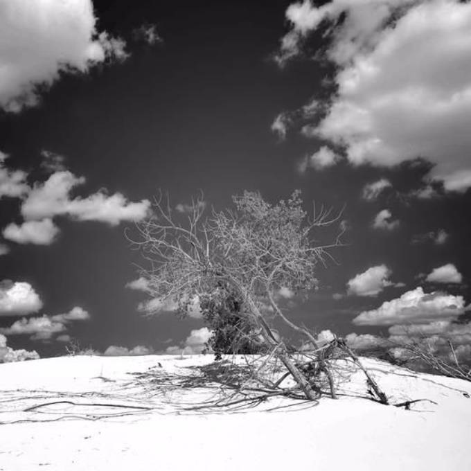 Picture of REFINED THICKET II