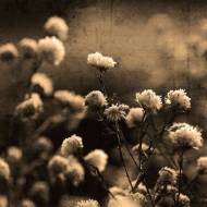 Picture of WARM GARDENS