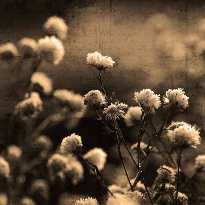 Picture of WARM GARDENS
