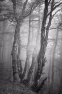 Picture of WILD WOODS II