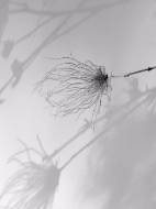 Picture of TRANSPARENT FOLIAGE I