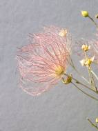 Picture of TRANSPARENT FOLIAGE III
