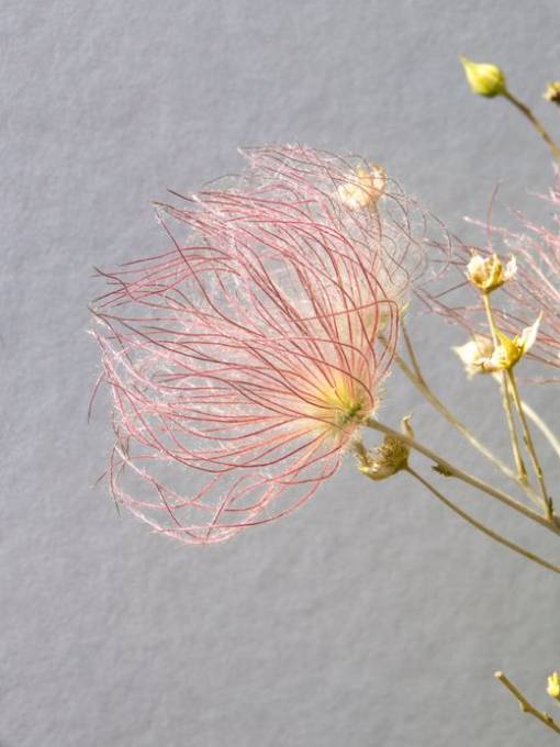 Picture of TRANSPARENT FOLIAGE III