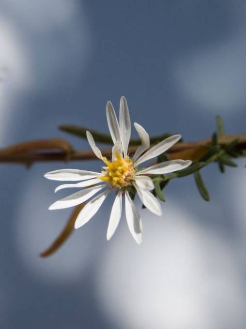 Picture of TRANSPARENT FOLIAGE IV