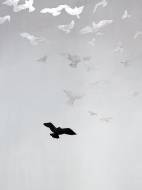 Picture of SPIRIT FLIGHT