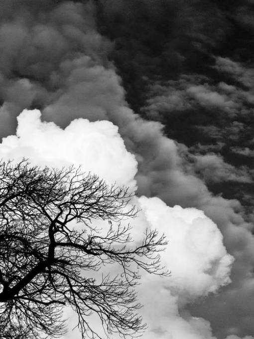 Picture of ENCASED BRANCHES II