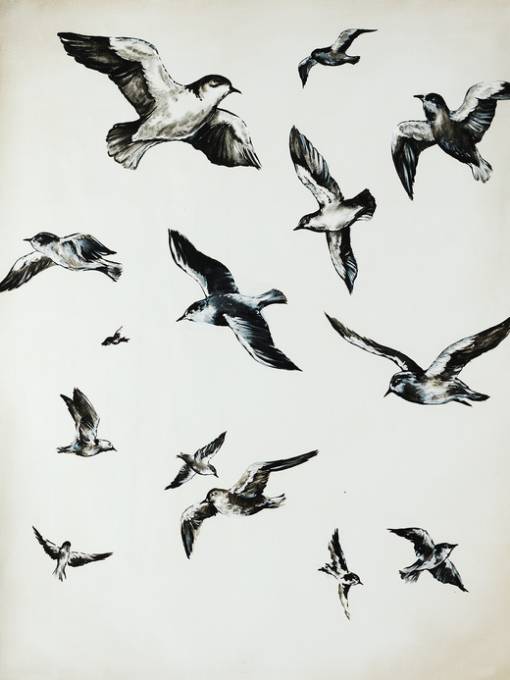 Picture of HOVER