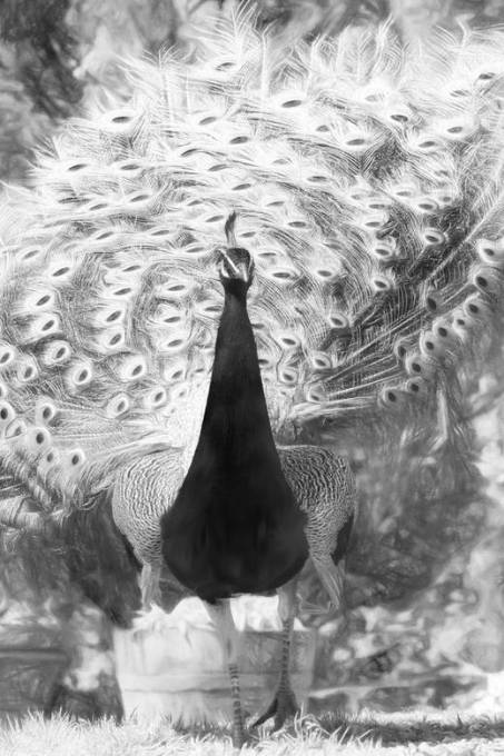 Picture of PEACOCK PARADE II