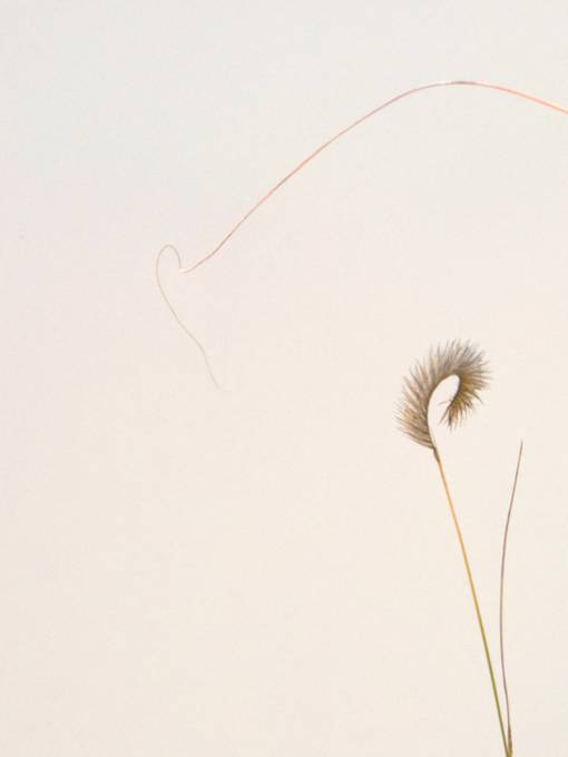 Picture of POISED PETALS II